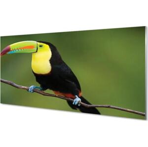akrylový obraz Barevné papoušek na větvi 140x70 cm