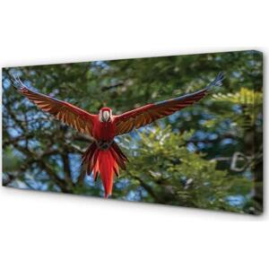 Obrazy na plátně ara papoušek 100x50 cm