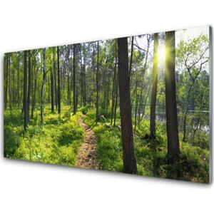 Plexisklo-obraz Les Stezka Cestička Příroda 100x50 cm