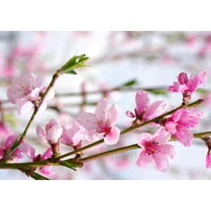 Fototapeta Květ rozkvetlé třešně - japonský motiv s květy třešně ve středu