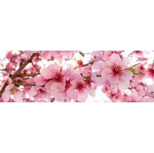 DIMEX | Fototapeta do kuchyně Květy jabloní KI-180-054 | 180 x 60 cm | červená, bílá, růžová